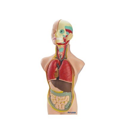 Jogo Miniland Anatomia Humana 11 Peças 50 Cm