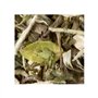 Chá Branco a Granel Great Earl Grey 250g